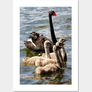 Black Swan and Cygnets Posters and Art